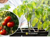 Як збільшити врожай помідорів під час посадки