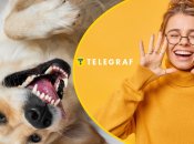 Собака насмешила сеть