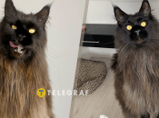 Зевс любит мясо