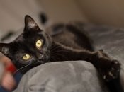 Прикмети про котиків