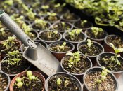 Растения будут здоровые и сильные