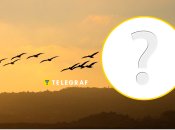 Рідкісний птах літає в Дніпрі