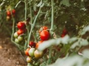 Як використовувати бадилля помідор на городі з користю: 4 ефективні способи