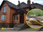 Пробралася в будинок