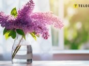 Сирень – это не просто красивый цвет, но и мощный лекарь и помощник