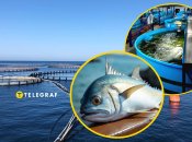 Дорадо выращивают в Украине