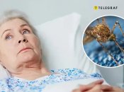 Паразитарная болезнь может поражать не только людей