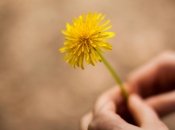 Кульбаби вважаються бур’янами