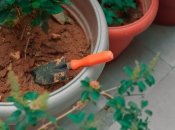 Эти растения - неприхотливые