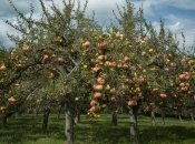 Правильне обрізання дуже важливе для плодоношення яблунь  (зображення створено за допомогою ШІ)