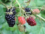 Это не "ежевика"