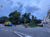 Вітер повалив дерево у Львові