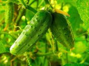 В теплице лучше выращивать огурцы гибридные и "партенокарпики"