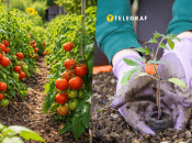 Этот способ может подойти не всем сортам