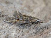 Міль – частий шкідник улюблених речей