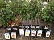 Саженцы яблони, абрикосы, сливы, груши - когда лучше сажать