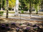 На месте гибели мальчика высадили цветы и райскую яблоню