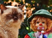 Если кот обиделся. Четыре способа вернуть его благосклонность