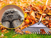 Павук-вовк стає більш помітний восени