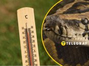 Питонам тоже жарко