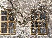 Крізь чисті вікна краще видно прихід весни