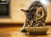 На Різдво обов'язково погодуйте своїх улюбленців (зображення створено за допомогою ШІ)