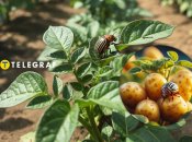 Колорадський жук більше не пройде!