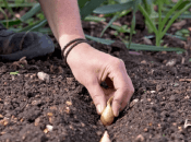 Посадка цибулі на зиму