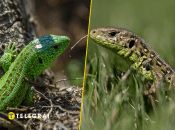 Ящірка прудка