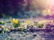 На 8 марта в некоторых регионах страны будет +10 тепла