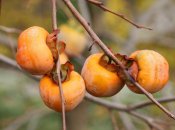 Хурму можна посадити просто у вас на подвір’ї