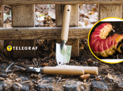 Червиця пахуча