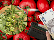 Выбирать рассаду на грядки нужно внимательно