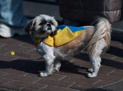 Собака з українським прапором