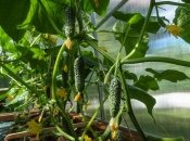 Как правильно нужно срывать огурцы с грядки