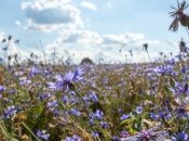 Василек - неприхотливая культура