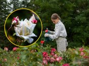 Троянди радуватимуть цвітінням навіть у літню спеку, якщо їх правильно удобрити