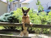 Как защитить домашних животных в жару