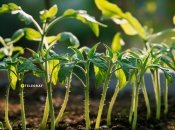 Томаты плохо переносят холод