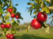 Весной яблони нуждаются в особом уходе