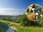 В Тернопольской области обнаружили два новых вида грибов