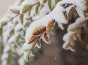 Снег может выпасть уже с новой недели