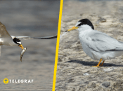 Крячка малая