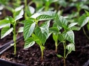 Перец - любимый овощ среди огородников