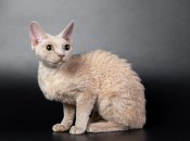 Кіт породи девон-рекс має особливу зовнішність