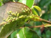 Попелиця може знищити рослину