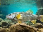 Рыба может предвещать новые возможности