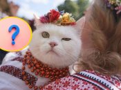 Кішка у вишиванці