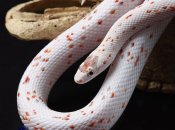 Маисовый полоз с уникальным геном