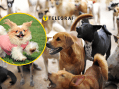 Много собак